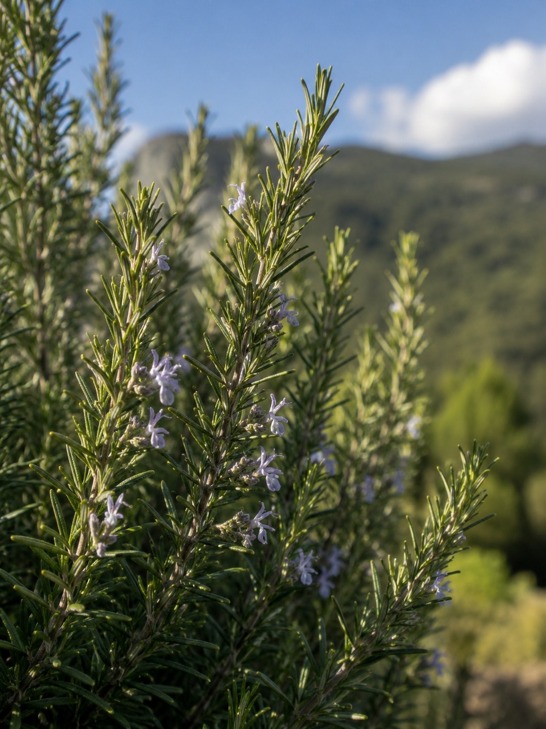 Rosemary