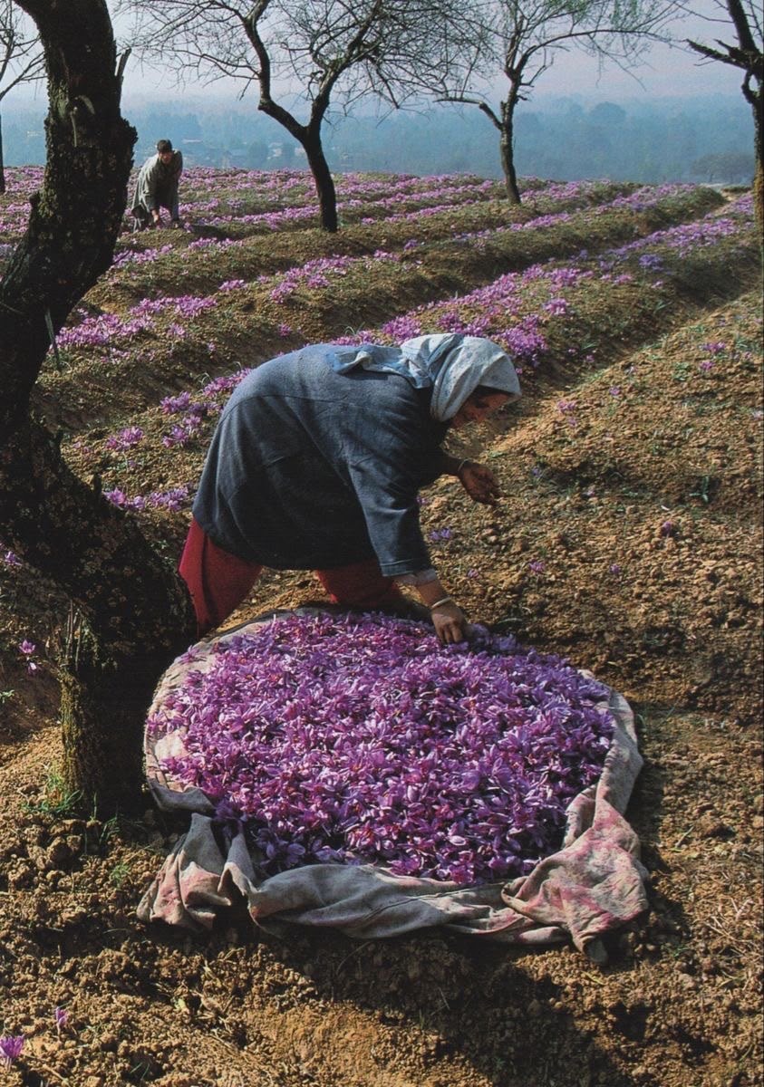 Saffron harvest, Kashmir